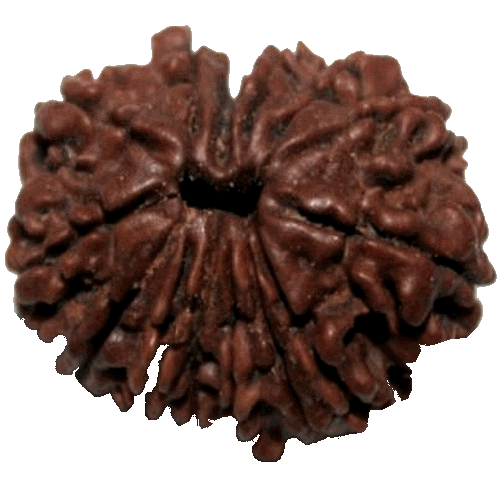 14 Mukhi Rudraksha